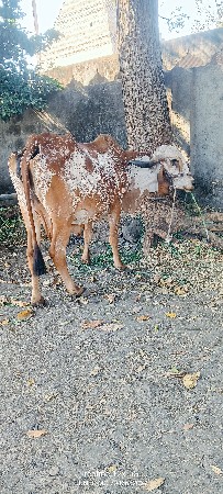 ઓરીજનલ ગીર ગાય વેચવાની છે