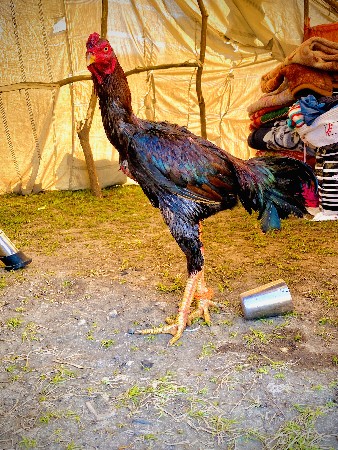 थंबनेल 2