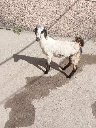 થંબનેલ 2