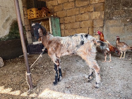 થંબનેલ 3