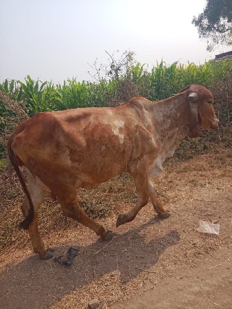 थंबनेल 3