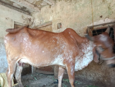 2..વેતર.10..દિવચ.ની‌..કાચિ.