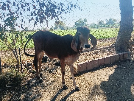 थंबनेल 3