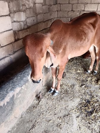 ગીરવાસળી વેચવાની છે