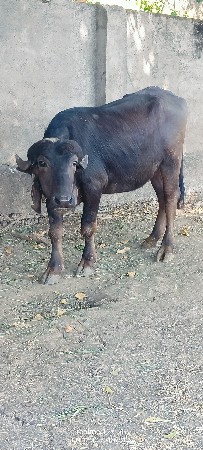 થંબનેલ 4