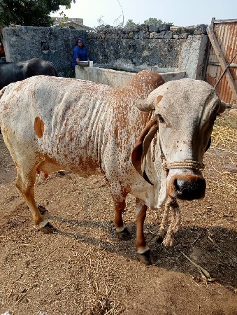 थंबनेल 3