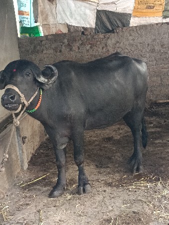 थंबनेल 3