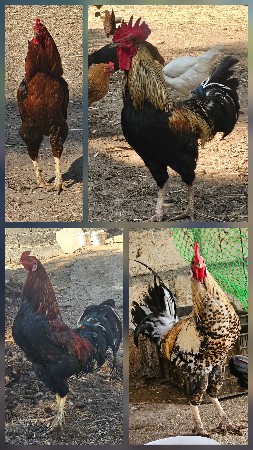 થંબનેલ 3