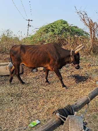 થંબનેલ 2