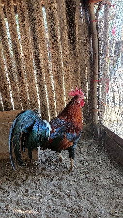 थंबनेल 2