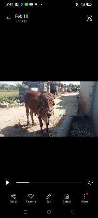 આ ગોઢલા ની જોડ કરવાની છે