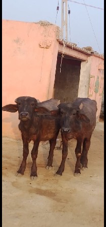 थंबनेल 2