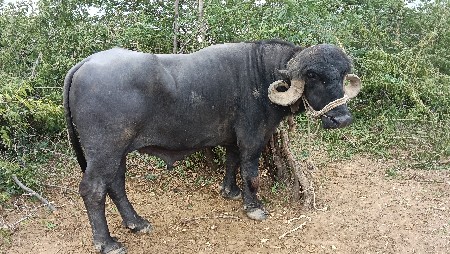 थंबनेल 2