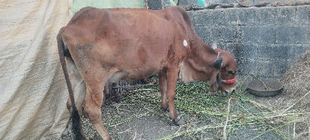 વેચવાની