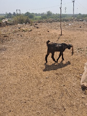 બકરા. 2શે