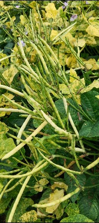 દેવભૂમિ દ્વારકા જામ દેવ રીયા