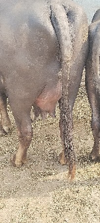 2 વેતર વ્યાસે