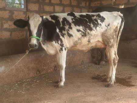 थंबनेल 4