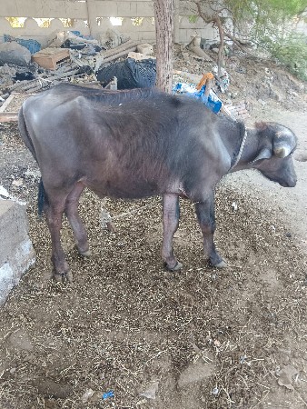 थंबनेल 2