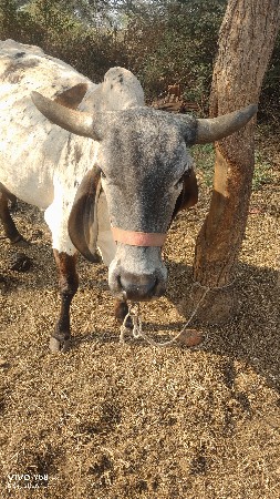 વેચવાની છે લીલટી ગાય છે