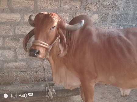 थंबनेल 3