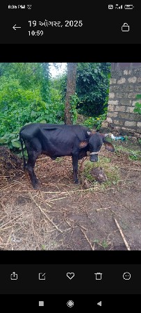 ત્રણ વર્ષની એશબ