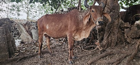 थंबनेल 3