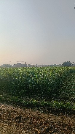 લીલી જુવાર