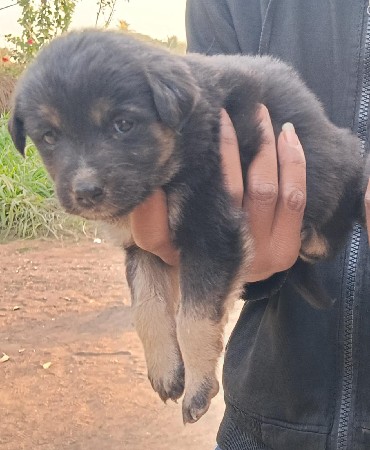 थंबनेल 2