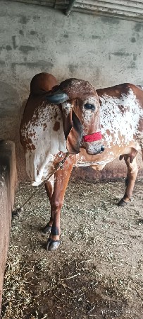 थंबनेल 3