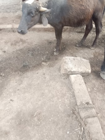 બેય પાડી વેચવાની છે.