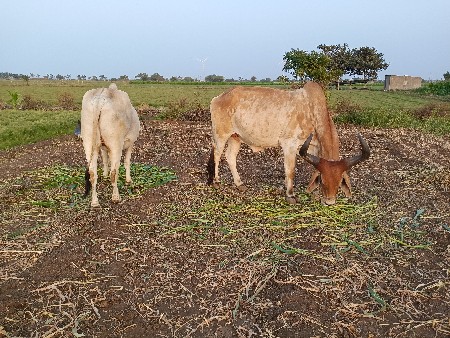 બળદ વેચવાના છે