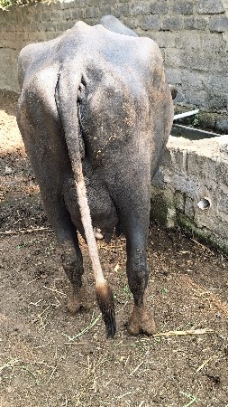 ભેંસ વેચવાની છે