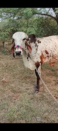 थंबनेल 2