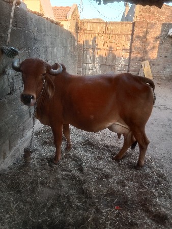 थंबनेल 2