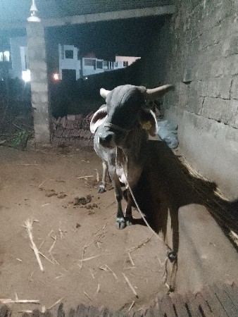 થંબનેલ 3