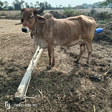 ગાય વેચવાની છે સોજીછે વીયાસે