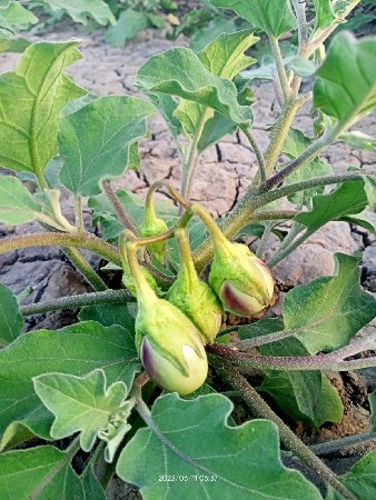 थंबनेल 2