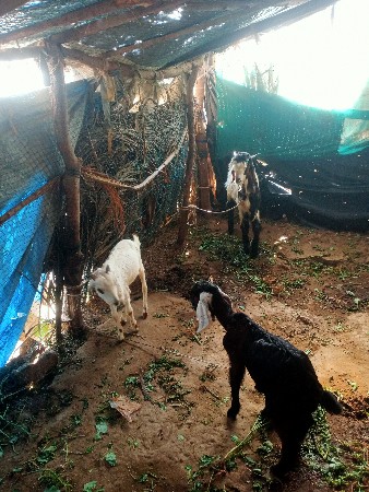 थंबनेल 2