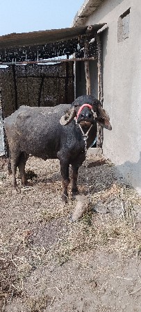 પારેખની ભેંસ વેચવાની છે