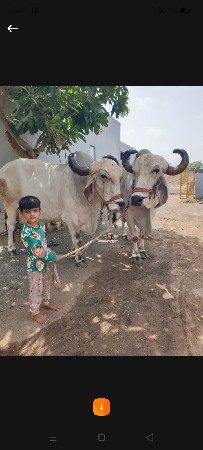 badad vechvana se 4 dhar