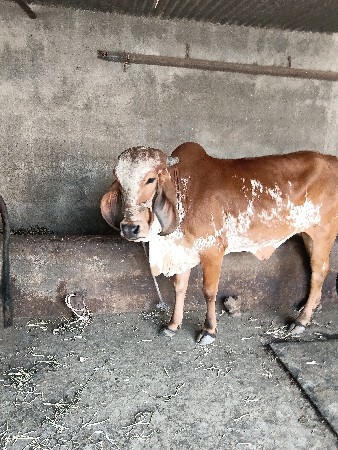 थंबनेल 2