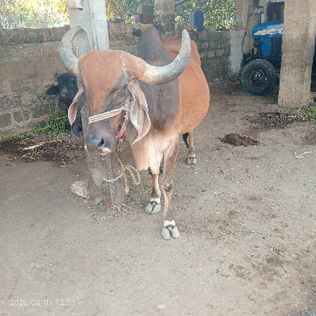 ગાય વેચવાની છે