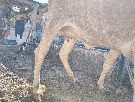 દેશી ઓડકી વેચવાની છે