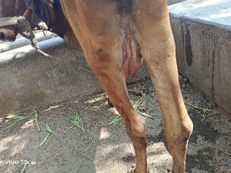 ગીર (હોડકી) ગાય વેચવાની છે.