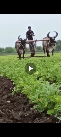 બળદ વેચવાના છે