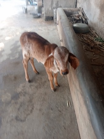 थंबनेल 3