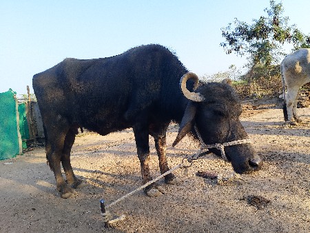 थंबनेल 3