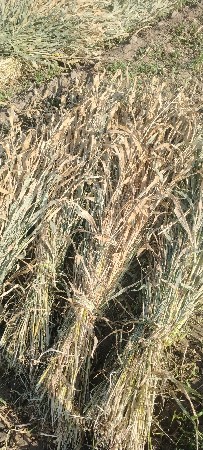 જુવાર વેચવાની છે ભાવ 25