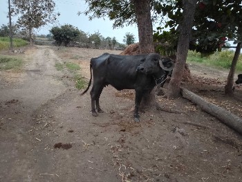 થંબનેલ 2